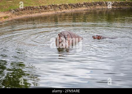 Flusspferde im Wasser innerhalb des Zoogeheges Stockfoto