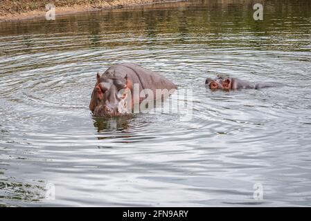 Flusspferde im Wasser innerhalb des Zoogeheges Stockfoto