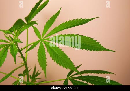 Studiofoto von natürlichen grünen jungen isolierten Cannabispflanzenblättern, weiß rosa Hintergrund Stockfoto