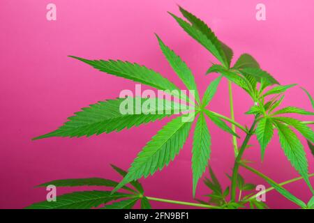 Studiofoto von natürlichen grünen jungen isolierten Cannabispflanzenblättern, rosa Hintergrund Stockfoto