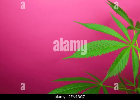 Studiofoto von natürlichen grünen jungen isolierten Cannabispflanzenblättern, rosa Hintergrund Stockfoto