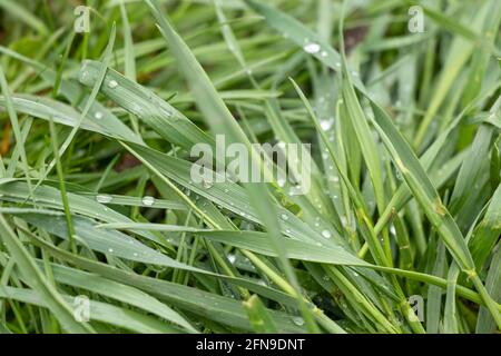 Tau tropft auf grünes Gras. Gras nach Regen. Stockfoto