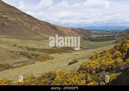 dh Glen ADLER PERTHSHIRE schottische Glens Landgut Landschaft gelb wild Gorse Valley Schottland Land Szene Frühling Stockfoto