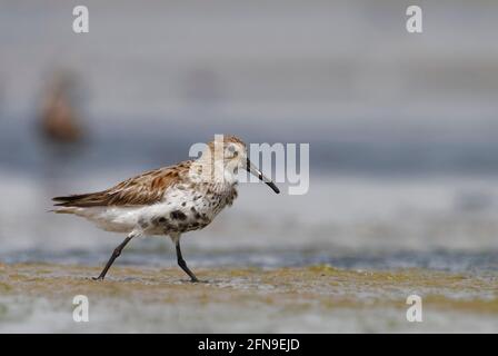 Dunlin (Calidris alpina) in Jamnagar, Gujarat, Indien Stockfoto