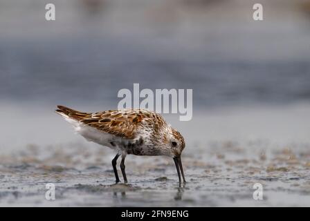 Dunlin (Calidris alpina) in Jamnagar, Gujarat, Indien Stockfoto