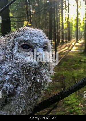 Junge Waldkauz im Wald Stockfoto