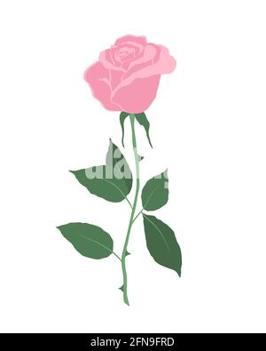Rosa Rose mit grünen Blättern auf weißem Hintergrund. Sommerblumen. Vektorgrafik Stock Vektor
