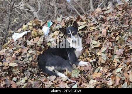 Ein schwarz-brauner Hund, der sich auf einem Haufen trockener Blätter auf der Straßenseite ausruhte und sich aufwärmte. Aufgenommen in Matheran, einer Bergstation in der Nähe von Mumbai. I Stockfoto