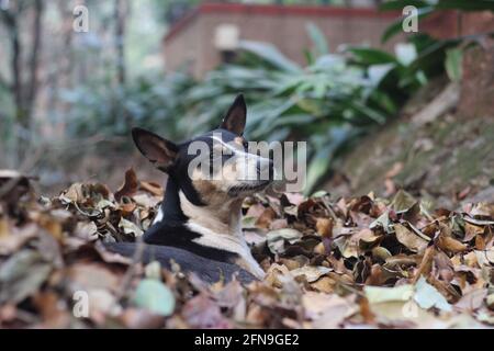 Ein schwarz-brauner Hund, der sich auf einem Haufen trockener Blätter auf der Straßenseite ausruhte und sich aufwärmte. Aufgenommen in Matheran, einer Bergstation in der Nähe von Mumbai. I Stockfoto