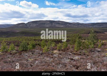 dh Forest Nursery CAIRNGROMS INVERNESS-SHIRE Scottish neu gepflanzte Tannen Schottland kleiner Baum uk forstwirtschaftliche Haltung Wälder Setzlinge Pflanzen Stockfoto