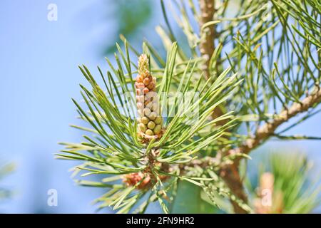 Männliche Kiefernzapfen (Pinus sylvestris). Kiefernpollen ist ein aggressives Allergen. Selektiver Fokus. Stockfoto
