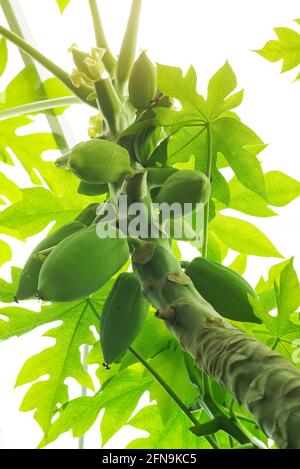 Papaya Früchte und Blume von Papaya Baum, Natur frisch grüne Papaya auf Baum mit Früchten. Stockfoto