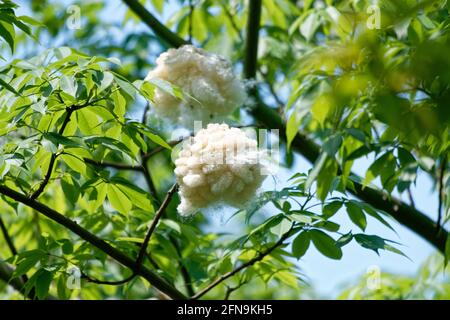 Baumwollflora und -Fauna, Tagesnatur im Park Stockfoto