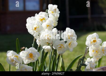 Daffodil Brautkrone im Sonnenschein Stockfoto