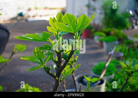 Ficus Carica, auch bekannt als die gewöhnliche Feige, mit frühem Fruchtwachstum an den Zweigen -01 Stockfoto