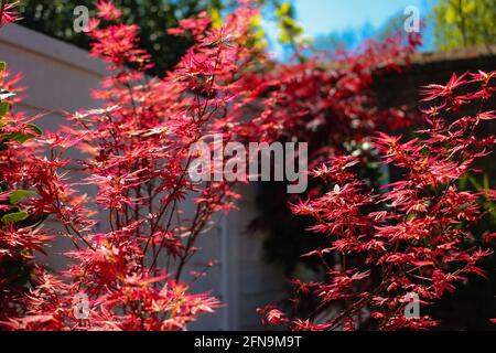 Hellroter Acer-Baum in der Sonne. Stockfoto
