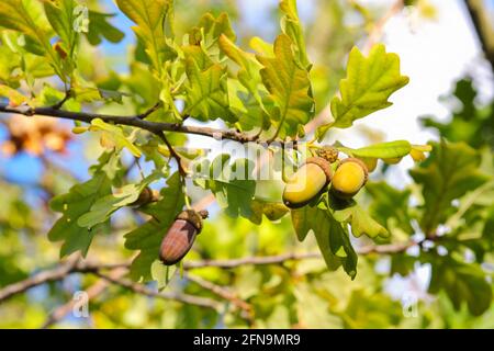 Herbst-Eicheln auf EINER pedunculate Eiche (Quercus robur) Stockfoto