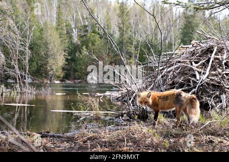 Rotfuchs an einer Biberhütte mit Wasser- und Waldhintergrund in ihrem Lebensraum und ihrer Umgebung. Beaver House. Fox-Bild. Bild. Hochformat. Foto. Stockfoto
