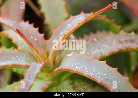 Regentropfen auf gezackten Aloe-Blättern des Octopus (Aloe vanbalenii) Stockfoto