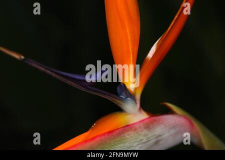 Nahaufnahme der lebhaften Kranichblume (Strelitzia reginae) Stockfoto