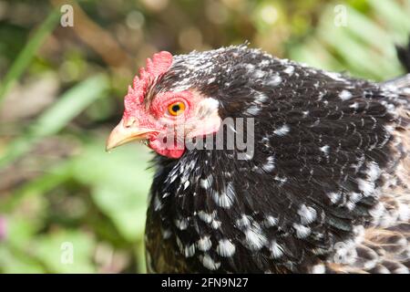 Ein Bantam-Hühnchen im Garten. Stockfoto