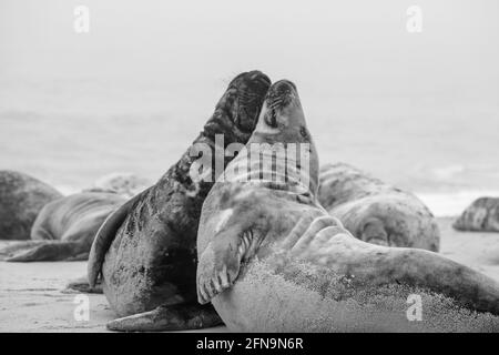 Ein schwarz-weißes Foto von zwei Kegelrobben. Stockfoto