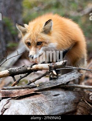 Nahaufnahme des Rotfuchs-Kopfes mit unscharfem Hintergrund in seiner Umgebung und seinem Lebensraum. Bild. Hochformat. Foto. Fox-Bild. Stockfoto