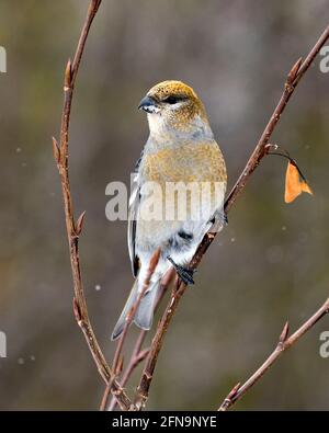 Nahaufnahme des Pine Grosbeak-Profils mit unscharfem Hintergrund in seiner Umgebung und seinem Lebensraum. Bild. Bild. Hochformat. Foto Mit Ripsschnabel. Bild. Stockfoto