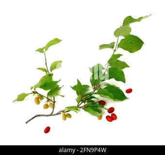 Dogwood isoliert auf weißem Hintergrund Stockfoto