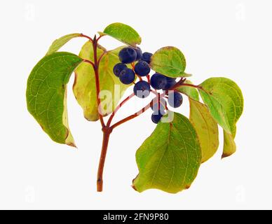 Dogwood Beeren isoliert auf weißem Hintergrund Stockfoto