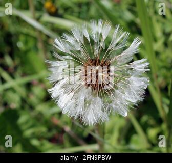 Löchenköpfe (Taraxacium officinale) flauschige Samenköpfe im Frühlingssonne Stockfoto