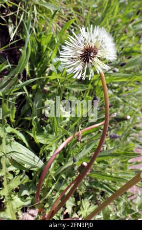 Löchenköpfe (Taraxacium officinale) flauschige Samenköpfe im Frühlingssonne Stockfoto