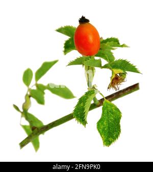 Rameau und Darstellung im Ausschnitt der Frucht der wilden Rose. Stockfoto