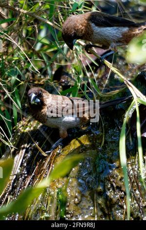 Weißer Knabbermunia-Vogel in freier Wildbahn bei Tageslicht, natürlich Stockfoto