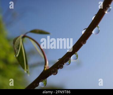 Regentropfen auf den Stängeln einer Kletterpflanze gegen einen blauen Himmel. Die Reflexion eines Blattes ist in den Tropfen zu sehen. Die Pflanze ist eine fünf-Blatt-akebia. Stockfoto