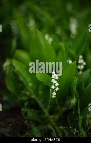 Im Frühlingsgarten wachsen die Lilien des Tales. Stockfoto