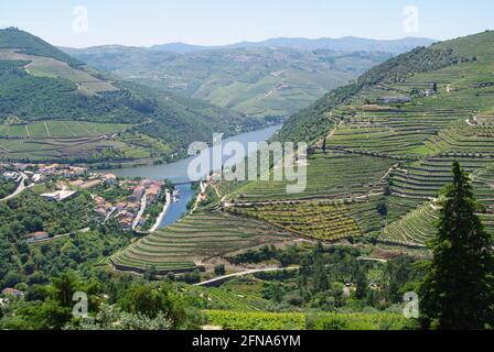 Luftaufnahme von Weinbergen an Hängen, die zum Fluss hinunter führen, Oberes Douro-Tal, Portugal Stockfoto