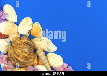 Muschelschalen Sommer Design Hintergrund, Sommerurlaub Konzept, Draufsicht und flach legen Stockfoto