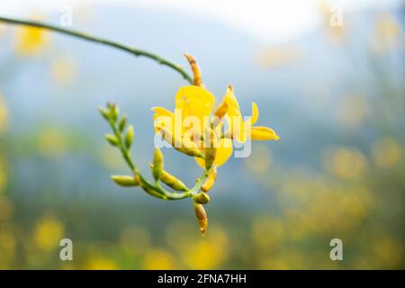 Gelbe Genista Blume im Pollino Nationalpark, Basilicata Region, Tali Stockfoto