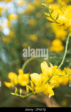 Gelbe Genista Blume im Pollino Nationalpark, Basilicata Region, Tali Stockfoto