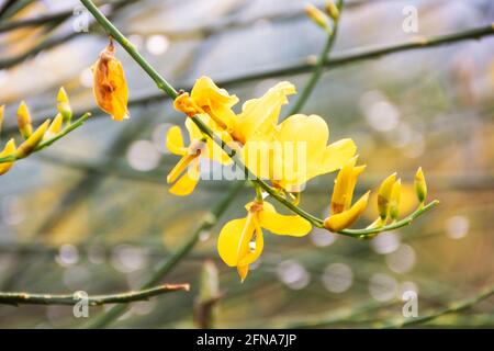 Gelbe Genista Blume im Pollino Nationalpark, Basilicata Region, Tali Stockfoto