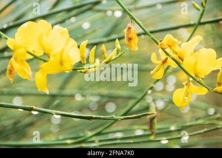 Gelbe Genista Blume im Pollino Nationalpark, Basilicata Region, Tali Stockfoto