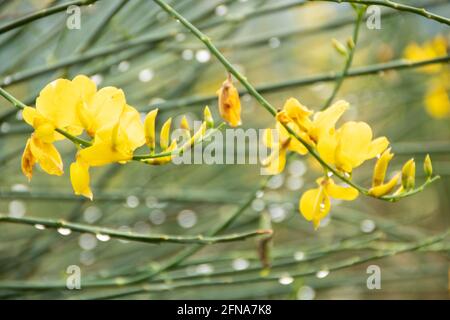 Gelbe Genista Blume im Pollino Nationalpark, Basilicata Region, Tali Stockfoto