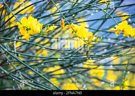 Gelbe Genista Blume im Pollino Nationalpark, Basilicata Region, Tali Stockfoto