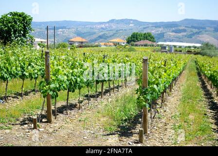 Reihen von Reben, Upper Douro Valley, Portugal Stockfoto