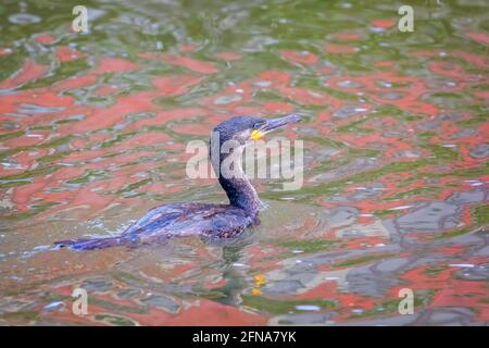 Nahaufnahme eines europäischen Kormorans, der im Fluss schwimmt Leuchtend rote Reflexe Stockfoto