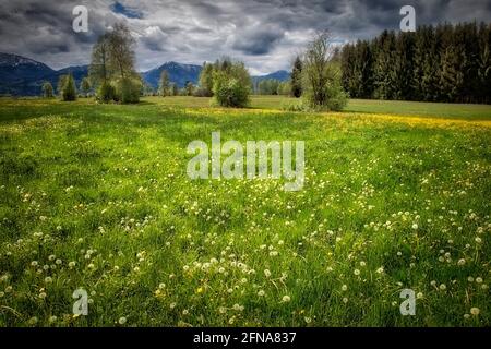 DE - BAYERN: Hoffilze Moorszene bei Bichl (HDR-Fotografie) Stockfoto