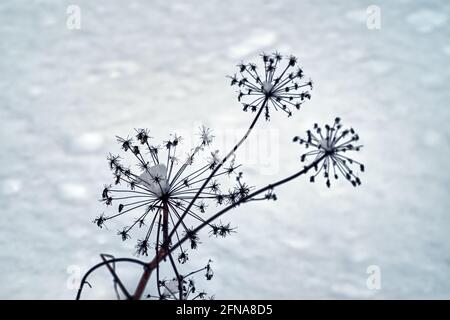 Die trockenen Blätter auf dem Ast im Schnee, im Winter Stockfoto