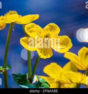 Selektive Fokusaufnahme von leuchtend gelben Sumpfblüten Stockfoto
