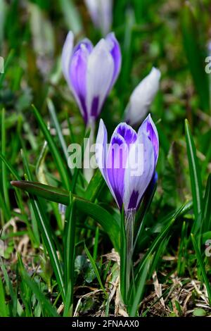 Purpurner Krokus albiflorus blüht auf den Alpen Stockfoto